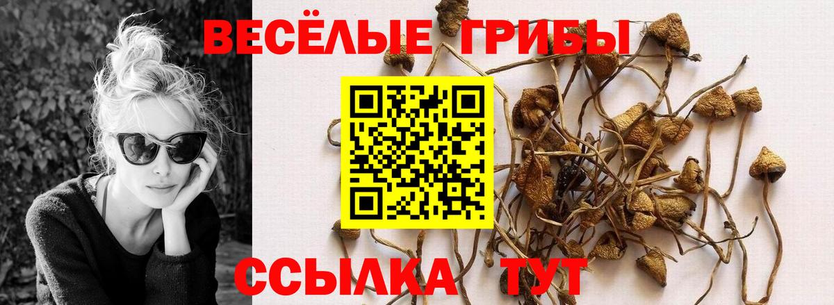 Ставрополь  где купить наркоту  Псилоцибиновые грибы Psilocybe  Вход с VPN  Галлюциногенные грибы Magic Shrooms 